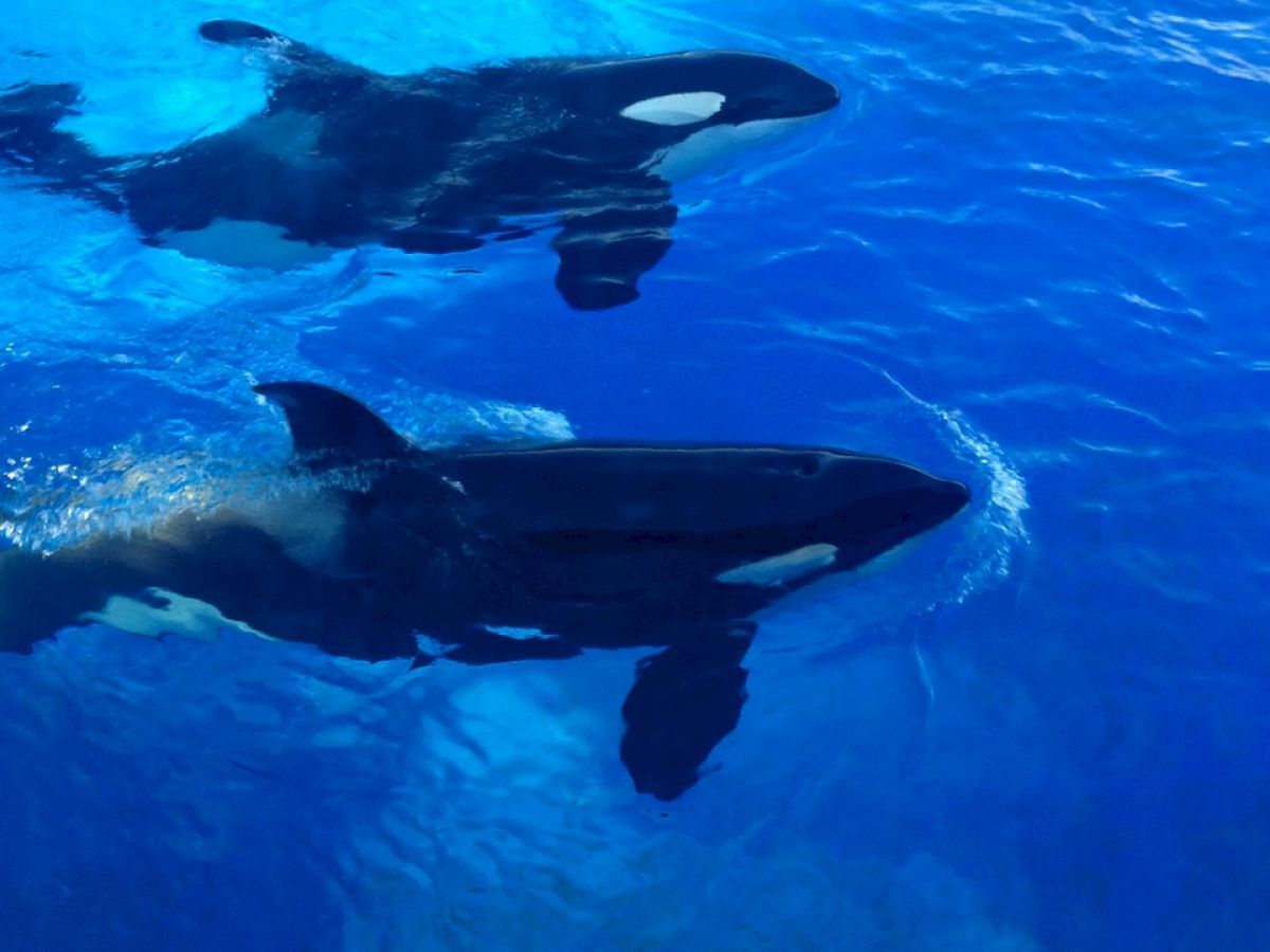 The image shows two orcas swimming in clear blue water, likely in an aquarium or marine park exhibit.