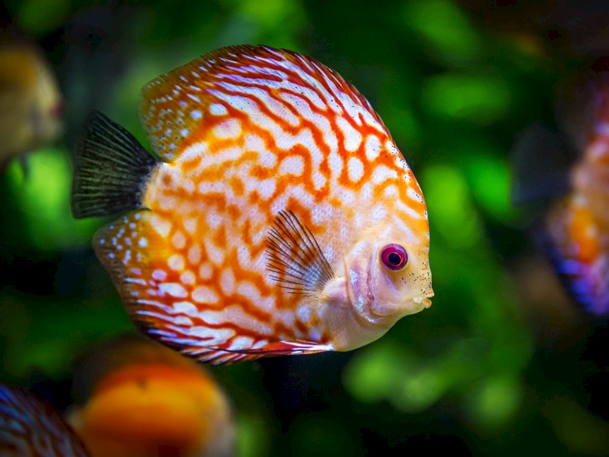 The image shows a colorful fish with orange and white patterns swimming in an aquarium, with other fish visible in the background.