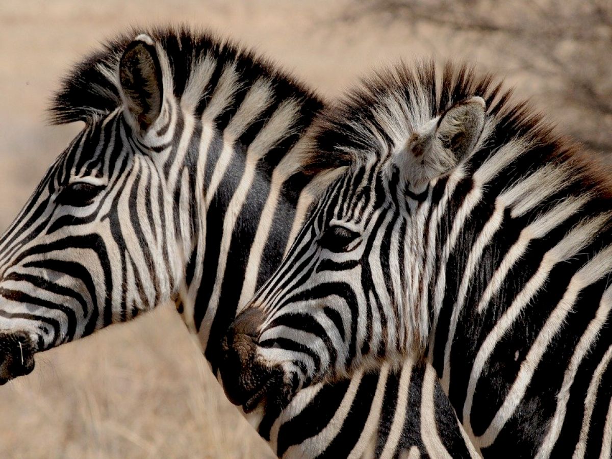 Two zebras facing left, with beige background and some dry branches visible.